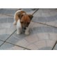 Jack-Russell-Terrier Welpen - Rüde