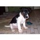 Jack-Russell-Terrier Welpen - Rüde