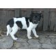Jack-Russell-Terrier Welpen - Rüde