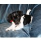 Jack-Russell-Terrier Welpen - Rüde