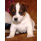 Jack-Russell-Terrier Welpen - Rüde