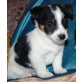 Jack-Russell-Terrier Welpen - Rüde