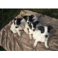 Jack-Russell-Terrier Welpen - Rüde
