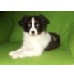 Jack Russell Terrier Welpen - Rüde