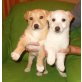 Jack Russell Terrier Welpen - Rüde