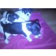 Jack-Russell-Terrier Welpen - Rüde