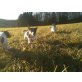 Jack-Russell-Terrier Welpen - Rüde
