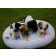 Jack-Russell-Terrier Welpen - Rüde