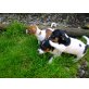 Jack-Russell-Terrier Welpen - Rüde