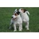 Jack-Russell-Terrier Welpen - Rüde