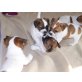 Jack-Russell-Terrier Welpen - Rüde