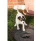 Jack-Russell-Terrier Welpen - Rüde