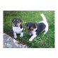 Jack-Russell-Terrier Welpen - Rüde