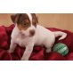 Jack-Russell-Terrier Welpen - Rüde