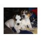 Jack-Russell-Terrier Welpen - Rüde