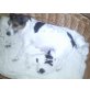 Jack-Russell-Terrier Welpen - Rüde