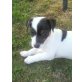 Jack-Russell-Terrier Welpen - Rüde