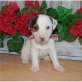 Jack-Russell-Terrier Welpen - Rüde