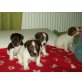 Jack-Russell-Terrier Welpen - Rüde