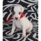 Jack-Russell-Terrier Welpen - Rüde