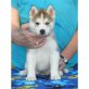Jack-Russell-Terrier Welpen - Rüde