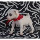 Jack-Russell-Terrier Welpen - Rüde
