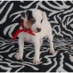 Jack-Russell-Terrier Welpen - Rüde