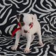 Jack-Russell-Terrier Welpen - Rüde