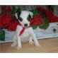 Jack-Russell-Terrier Welpen - Rüde