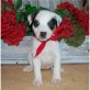 Jack-Russell-Terrier Welpen - Rüde