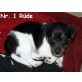 Jack-Russell-Terrier Welpen - Rüde