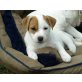  Jack-Russell-Terrier Welpen - Rüde