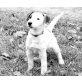 Jack-Russell-Terrier Welpen - Rüde