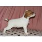 Jack-Russell-Terrier Welpen - Rüde