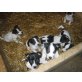 Jack-Russell-Terrier Welpen - Rüde
