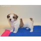 Jack-Russell-Terrier Welpen - Rüde