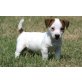 Jack-Russell-Terrier Welpen - Rüde