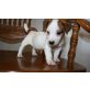 Jack-Russell-Terrier Welpen - Rüde
