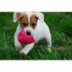 Jack-Russell-Terrier Welpen - Rüde