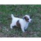 Jack-Russell-Terrier Welpen - Rüde