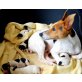 Jack-Russell-Terrier Welpen - Rüde