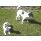 Jack-Russell-Terrier Welpen - Rüde