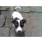Jack-Russell-Terrier Welpen - Rüde