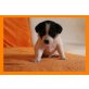 Jack-Russell-Terrier Welpen - Rüde