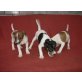 Jack-Russell-Terrier Welpen - Rüde