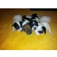 Jack-Russell-Terrier Welpen - Rüde