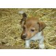 Jack-Russell-Terrier Welpen - Rüde