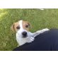 Jack-Russell-Terrier Welpen - Rüde