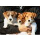 Jack-Russell-Terrier Welpen - Rüde