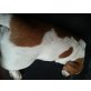 Jack-Russell-Terrier Welpen - Rüde